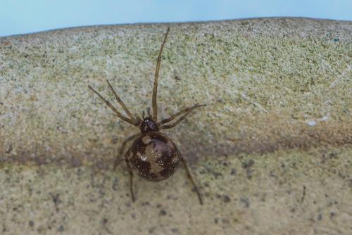 Steatoda triangulosa